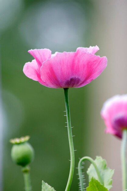 ピンクの花のクローズアップ
