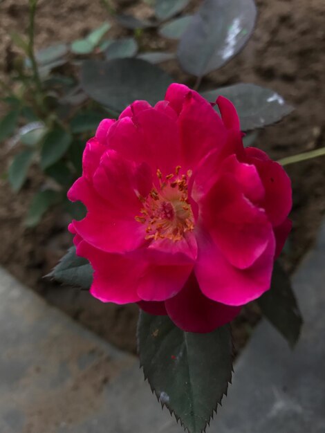 Close-up of pink flower