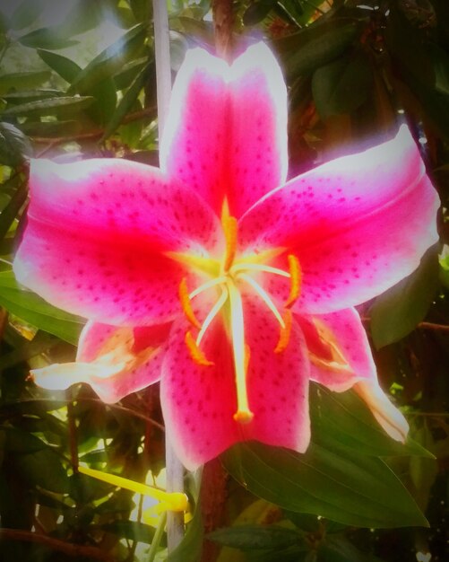 Foto close-up di un fiore rosa