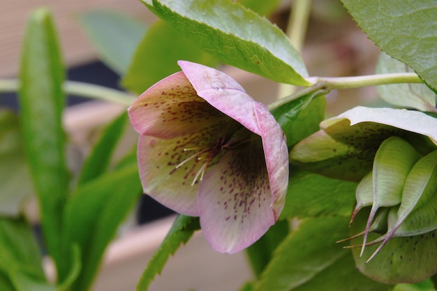 Foto close-up di un fiore rosa