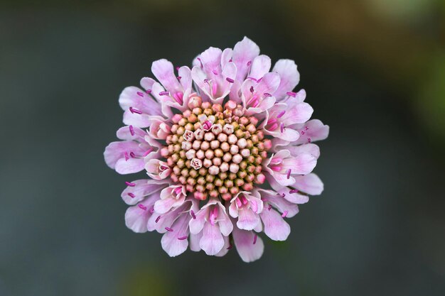 Foto close-up di un fiore rosa