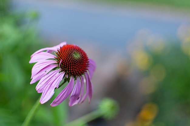 Close-up of pink flower