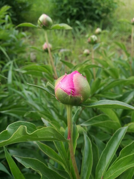 Close-up of pink flower