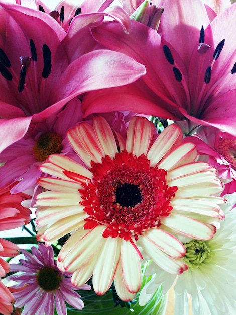 Foto close-up di un fiore rosa