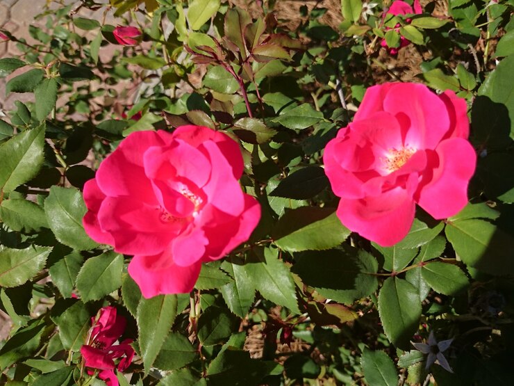 Photo ピンクの花のクローズアップ