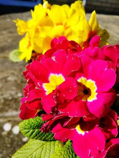 Close-up of pink flower