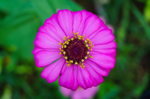 Foto close-up di un fiore rosa