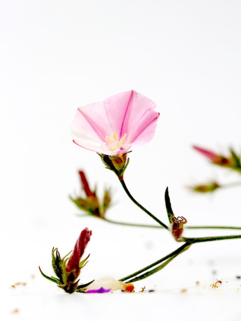 Foto prossimo piano del fiore rosa.