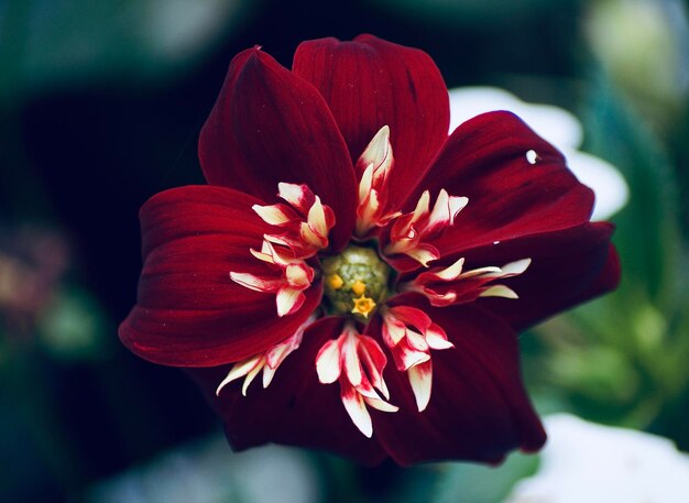 Close-up of pink flower