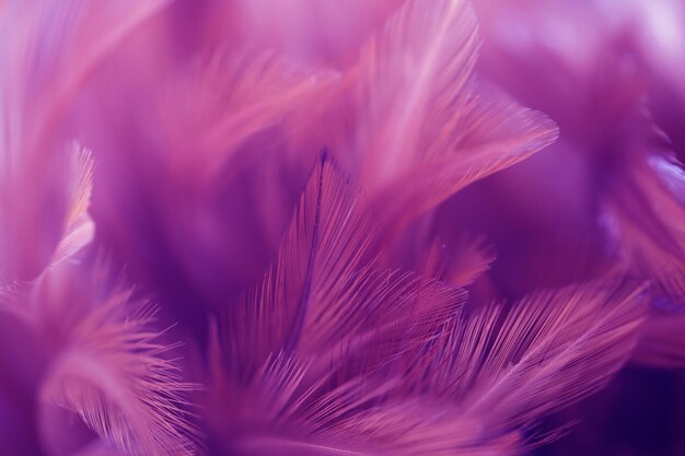 Close-up of pink flower