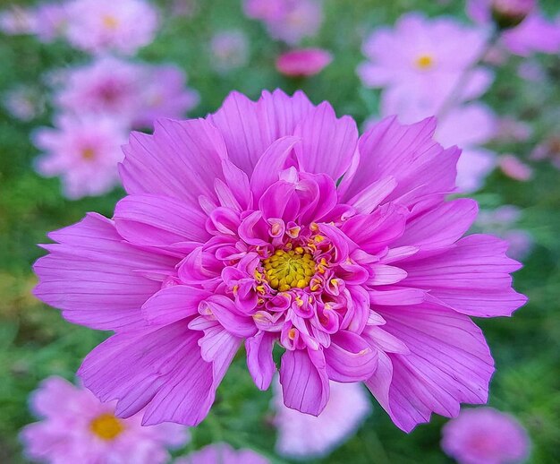 Close-up of pink flower