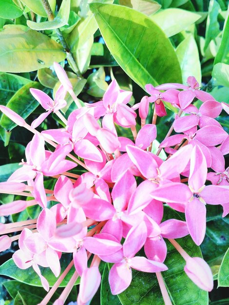 Close-up of pink flower