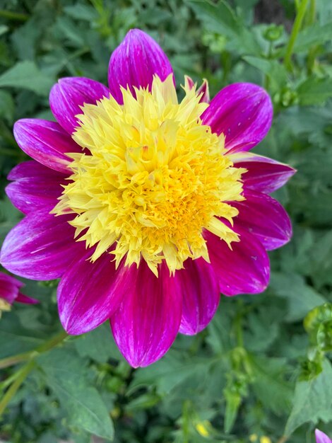 Close-up of pink flower