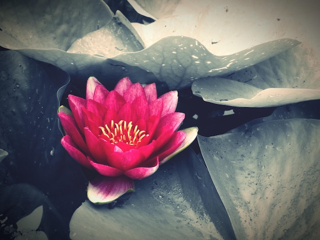 close-up of pink flower