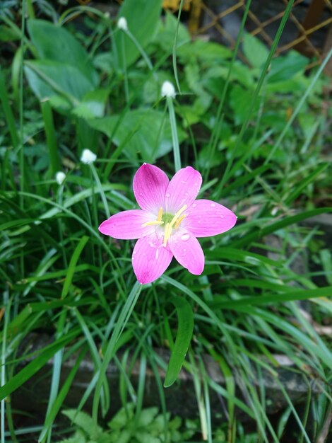 분홍색 꽃 의 클로즈업