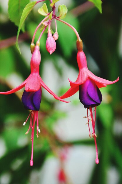 Photo close-up of pink flower