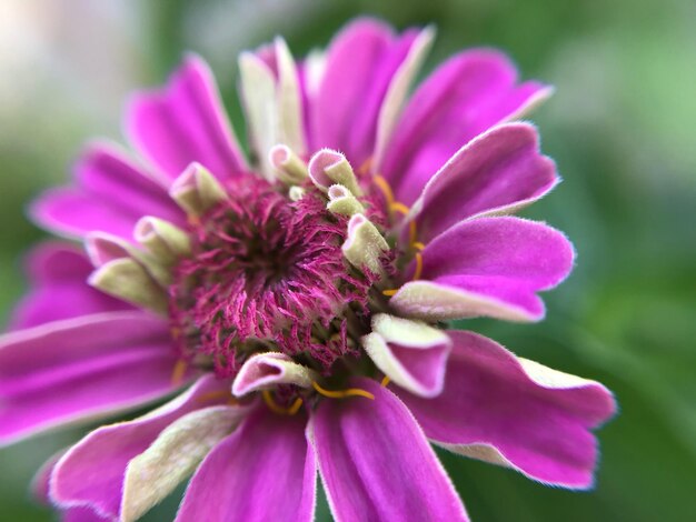 Close-up of pink flower