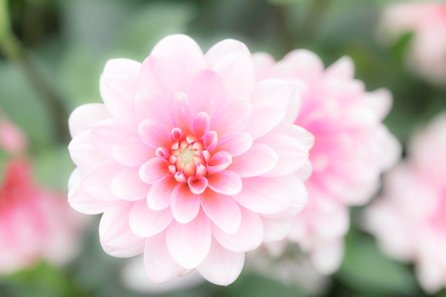 Foto close-up di un fiore rosa