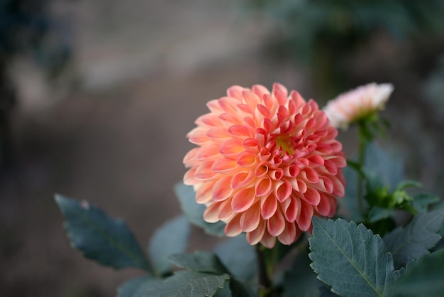 Foto close-up di un fiore rosa