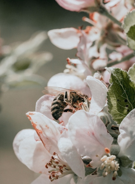 Foto primo piano di un fiore rosa