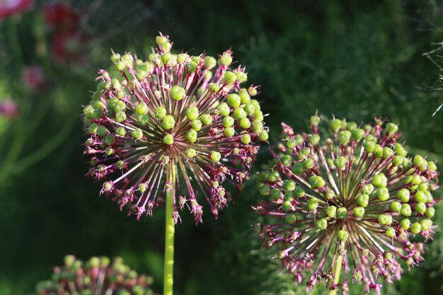 Photo close-up of pink flowering  allium giganteum plant