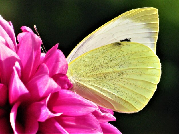 Foto close-up di una pianta a fiori rosa su uno sfondo nero