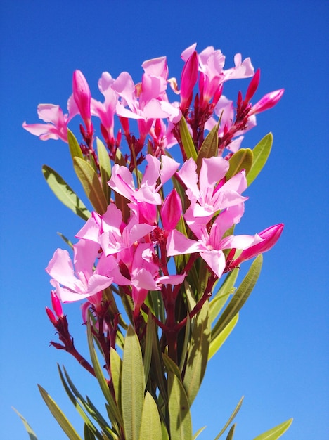 Foto close-up di una pianta a fiori rosa contro il cielo blu