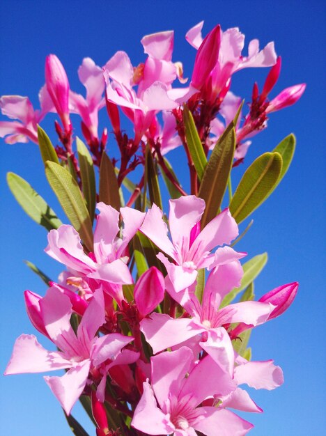 Close-up of pink flowering plant against blue sky