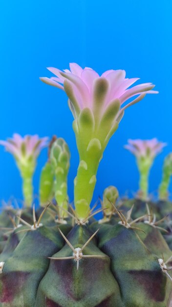 Close-up of pink flowering plant against blue sky