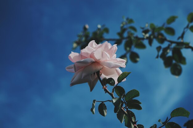 Close-up of pink flowering plant against blue sky