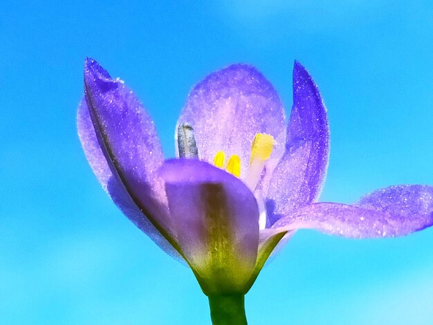 Close-up of pink flowering plant against blue sky