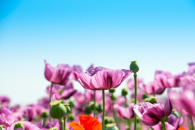 Foto close-up di una pianta a fiori rosa contro un cielo limpido