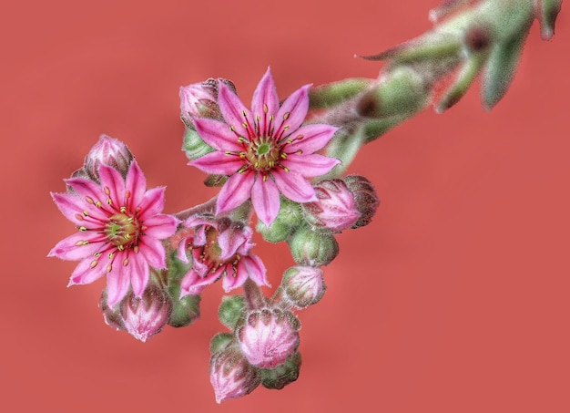 Photo close-up of pink flowering plant against red background