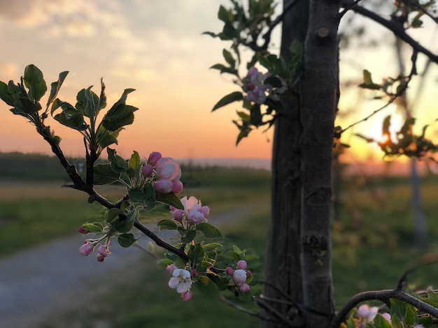 Photo close-up of pink flowering plant against sky during sunset