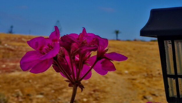 Close-up of pink flowering plant against sky