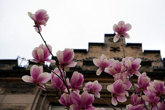 Close-up of pink flowering plant against sky