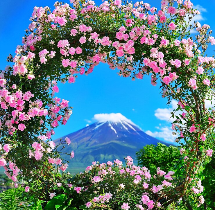 Photo 靠近天空的粉紅色開花植物