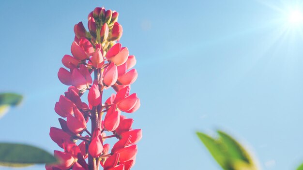 Close-up of pink flowering plant against sky