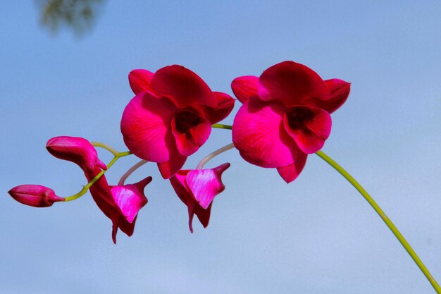 Close-up of pink flowering plant against sky