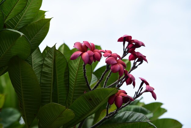 Close-up of pink flowering plant against sky