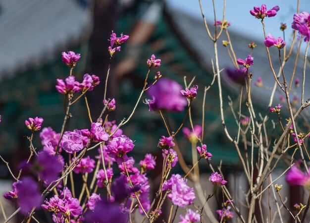 Close-up of pink flowering plant against temple