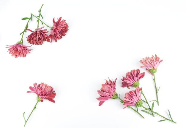 Close-up of pink flowering plant against white background