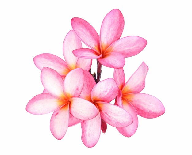 白い背景のピンクの花の植物のクローズアップ