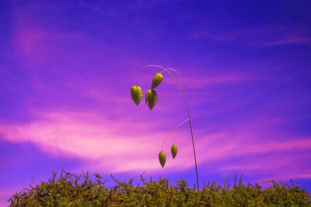 Close-up of pink flowering plant on field against sky