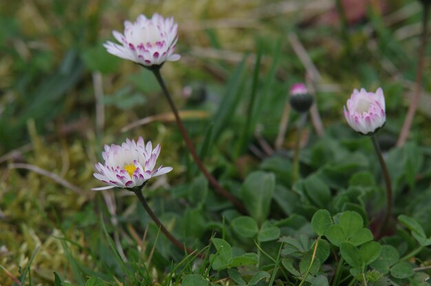 Close-up of pink flowering plant on field