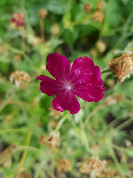 Close-up of pink flowering plant on field