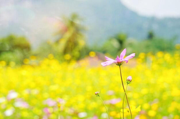 Close-up of pink flowering plant on field