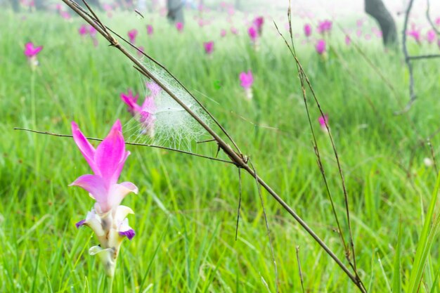 Close-up of pink flowering plant on field