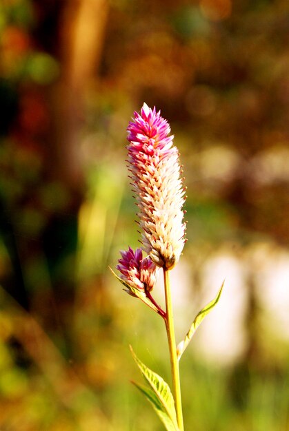 野原でピンクの花を ⁇ かせる植物のクローズアップ