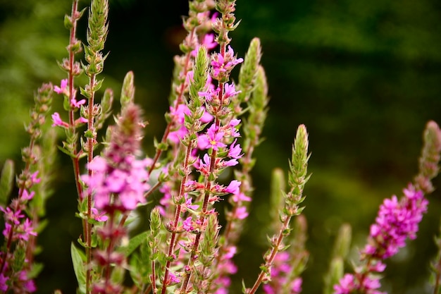 Close-up of pink flowering plant on field